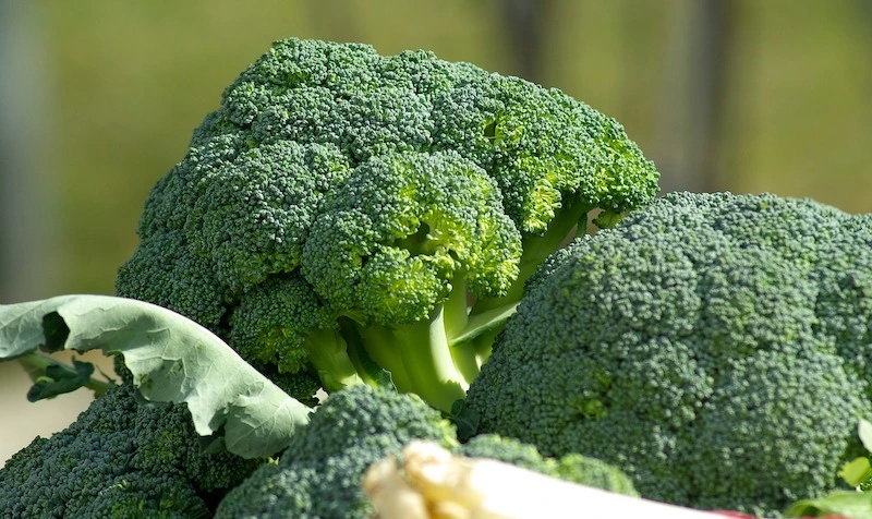 Calabrese Broccoli