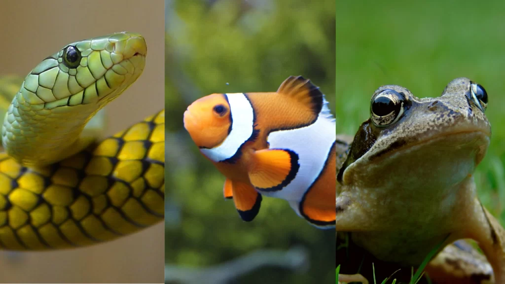 cold blooded animals