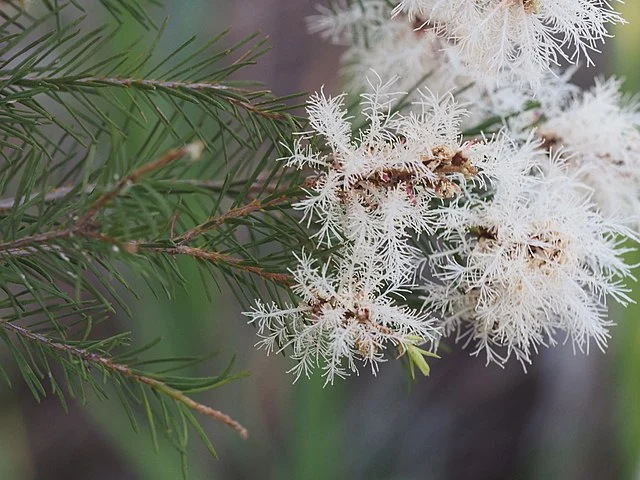 Melaleuca alternifolia also .known as Tea tree