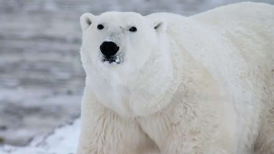Antarctica polar bears