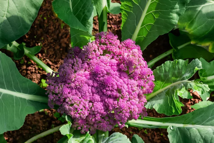 Purple Cauliflower